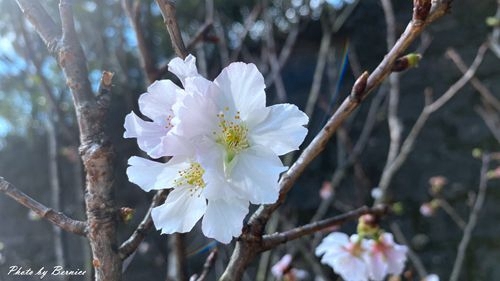 0219 碧山巖櫻花15.jpg