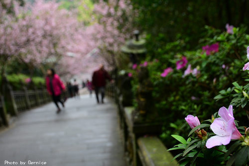 0303 碧山巖櫻花09.jpg