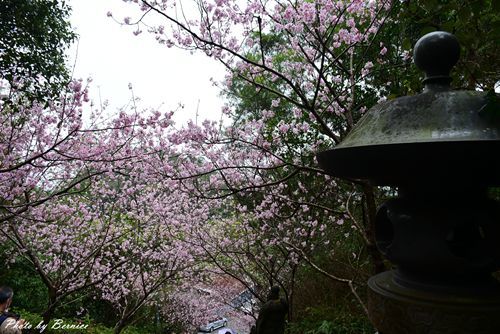 0304 碧山巖櫻花12.jpg