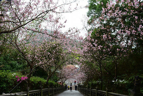 0303 碧山巖櫻花12.jpg