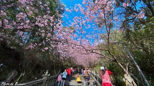 0219 碧山巖櫻花03.jpg