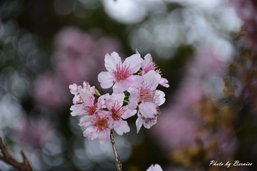 0304 碧山巖櫻花10.jpg