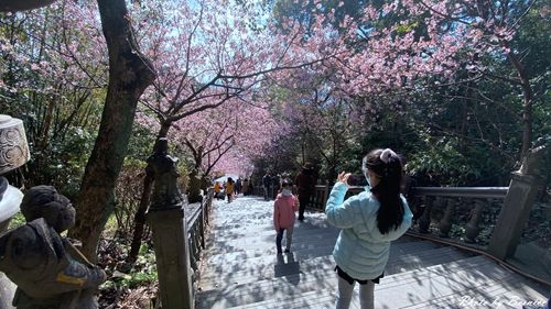 0219 碧山巖櫻花10.jpg