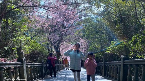 0219 碧山巖櫻花08.jpg