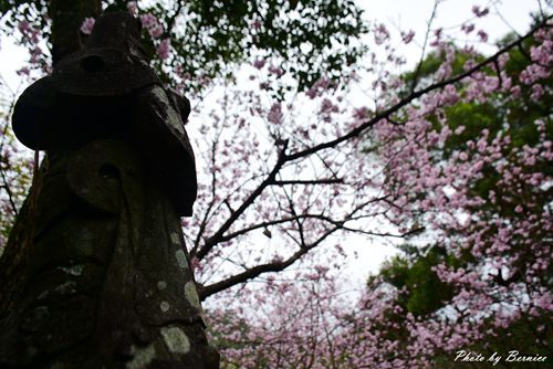 0304 碧山巖櫻花13.jpg