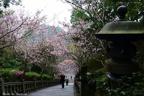 0303 碧山巖櫻花11.jpg