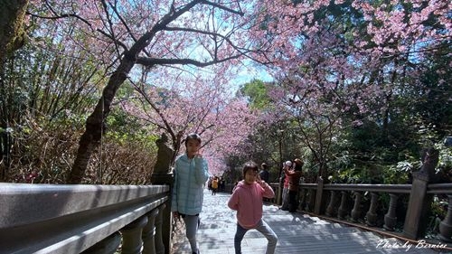 0219 碧山巖櫻花11.jpg