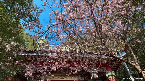 0219 碧山巖櫻花06.jpg