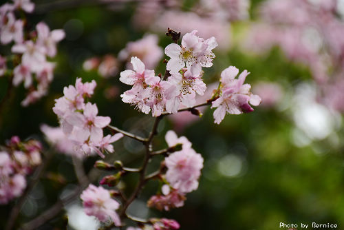0303 碧山巖櫻花08.jpg