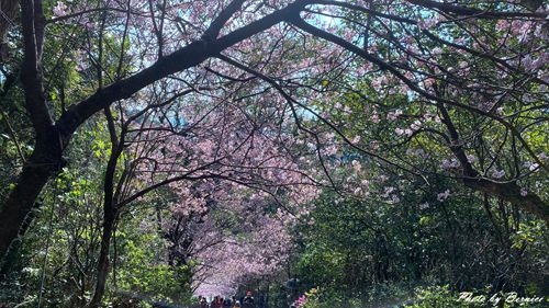 0219 碧山巖櫻花07.jpg