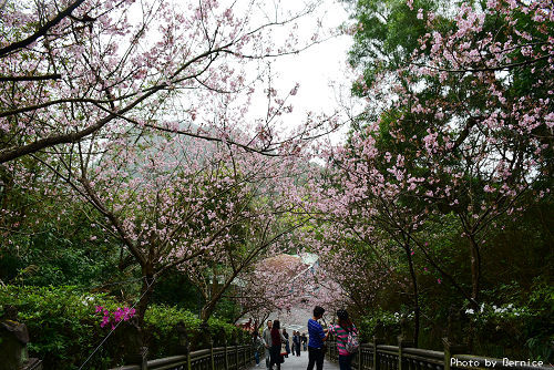 0303 碧山巖櫻花07.jpg