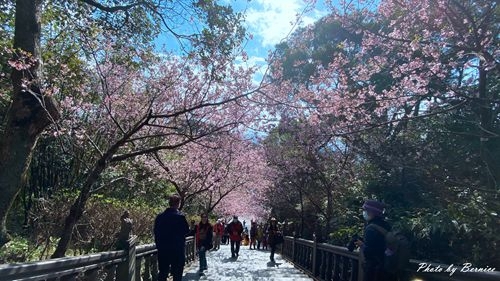 0219 碧山巖櫻花05.jpg