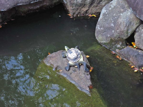 【台北旅遊】雙溪公園-2017大王蓮奇幻漂浮