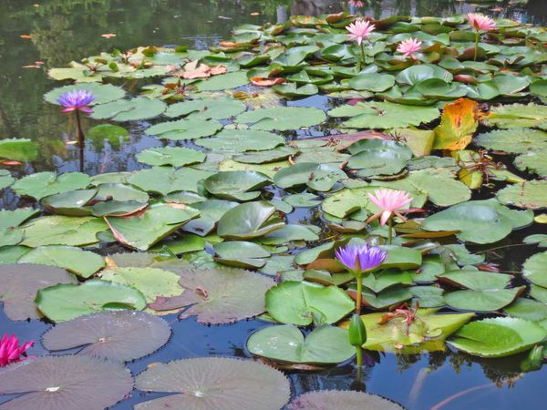 【台北旅遊】雙溪公園-2017大王蓮奇幻漂浮