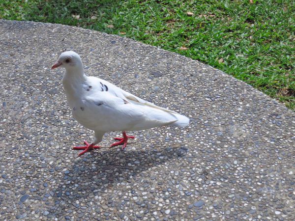 【台北旅遊】雙溪公園-2017大王蓮奇幻漂浮