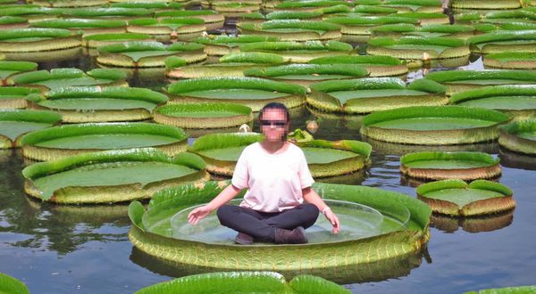 【台北旅遊】雙溪公園-大王蓮奇幻漂浮