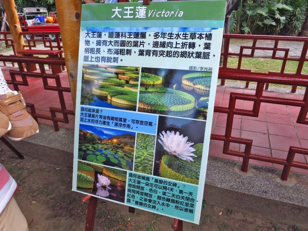 【台北旅遊】雙溪公園-2017大王蓮奇幻漂浮