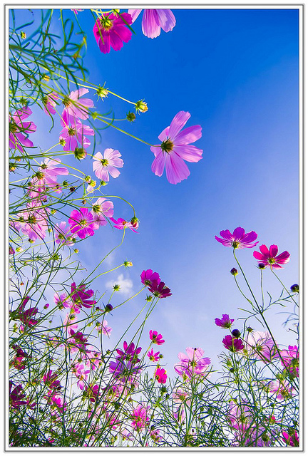 ╠桃園旅遊╣城市中的微小幸福。桃園蘆竹花海&坑口彩繪村