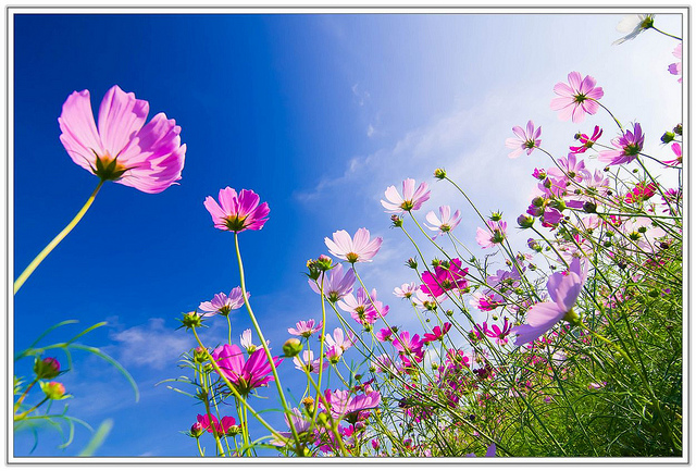 ╠桃園旅遊╣城市中的微小幸福。桃園蘆竹花海&坑口彩繪村