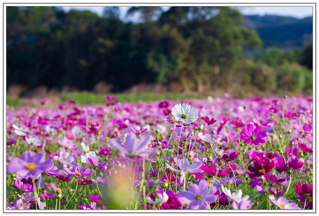 ╠桃園旅遊╣城市中的微小幸福。桃園蘆竹花海&坑口彩繪村