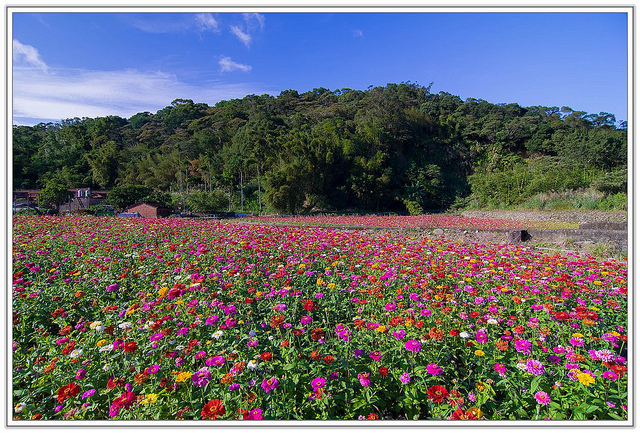 ╠桃園旅遊╣城市中的微小幸福。桃園蘆竹花海&坑口彩繪村