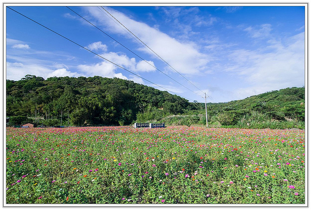 ╠桃園旅遊╣城市中的微小幸福。桃園蘆竹花海&坑口彩繪村