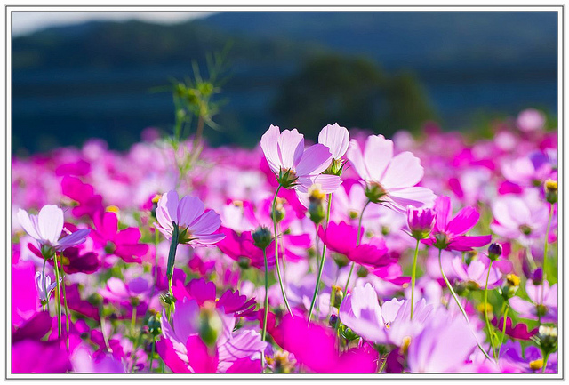 ╠桃園旅遊╣城市中的微小幸福。桃園蘆竹花海&坑口彩繪村