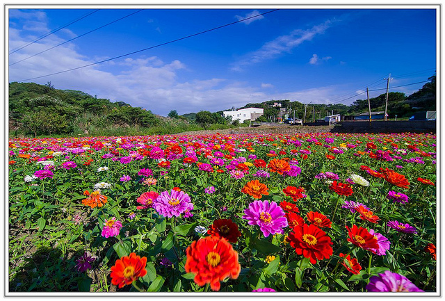 ╠桃園旅遊╣城市中的微小幸福。桃園蘆竹花海&坑口彩繪村