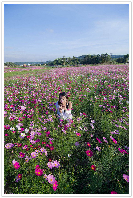 ╠桃園旅遊╣城市中的微小幸福。桃園蘆竹花海&坑口彩繪村