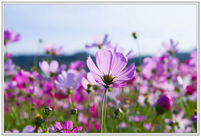 ╠桃園旅遊╣城市中的微小幸福。桃園蘆竹花海&坑口彩繪村