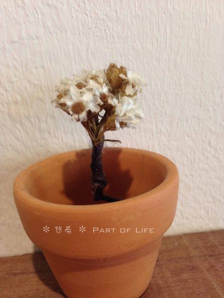 IMG_2968.JPG IMG_2968.JPG