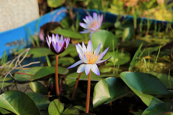 台灣酒窖聯合遊客服務中心： 【彰化景點】台灣酒窖聯合遊客服務中心，免費參觀，2017在幸福園地感受浪漫的氣息，I ❤ U薰衣草花田環繞，結合休閒、童玩、農特產美食、二林斗苑休閒農業園區