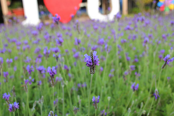 台灣酒窖聯合遊客服務中心： 【彰化景點】台灣酒窖聯合遊客服務中心，免費參觀，2017在幸福園地感受浪漫的氣息，I ❤ U薰衣草花田環繞，結合休閒、童玩、農特產美食、二林斗苑休閒農業園區