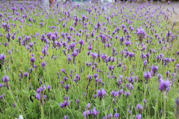 台灣酒窖聯合遊客服務中心： 【彰化景點】台灣酒窖聯合遊客服務中心，免費參觀，2017在幸福園地感受浪漫的氣息，I ❤ U薰衣草花田環繞，結合休閒、童玩、農特產美食、二林斗苑休閒農業園區