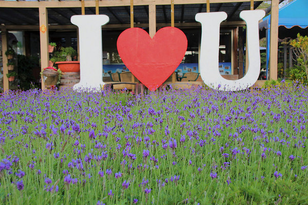 台灣酒窖聯合遊客服務中心： 【彰化景點】台灣酒窖聯合遊客服務中心，免費參觀，2017在幸福園地感受浪漫的氣息，I ❤ U薰衣草花田環繞，結合休閒、童玩、農特產美食、二林斗苑休閒農業園區