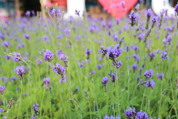 台灣酒窖聯合遊客服務中心： 【彰化景點】台灣酒窖聯合遊客服務中心，免費參觀，2017在幸福園地感受浪漫的氣息，I ❤ U薰衣草花田環繞，結合休閒、童玩、農特產美食、二林斗苑休閒農業園區