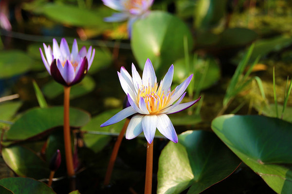 台灣酒窖聯合遊客服務中心： 【彰化景點】台灣酒窖聯合遊客服務中心，免費參觀，2017在幸福園地感受浪漫的氣息，I ❤ U薰衣草花田環繞，結合休閒、童玩、農特產美食、二林斗苑休閒農業園區