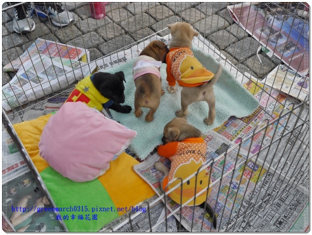 P9110901 (620x465).jpg P9110901 (620x465).jpg