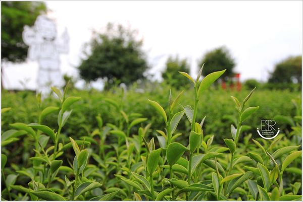 茶二指故事館 (26) 茶二指故事館 (26)