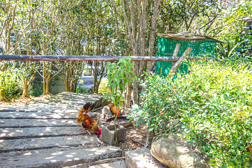 苗栗頭份,五星級製茶園-怡明茶園,來到這兒不僅品茶吃茶還賞茶~一舉數得很滿足。 - 微笑Joe幸運