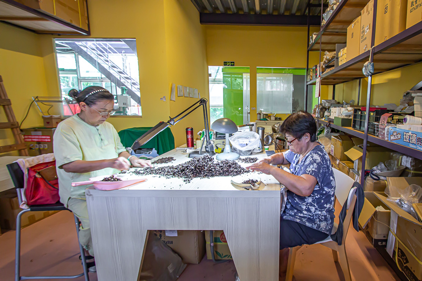 苗栗頭份,五星級製茶園-怡明茶園,來到這兒不僅品茶吃茶還賞茶~一舉數得很滿足。 - 微笑Joe幸運