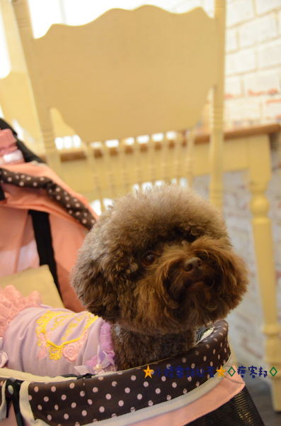 2米多甜 17-1.JPG 2米多甜 17-1.JPG