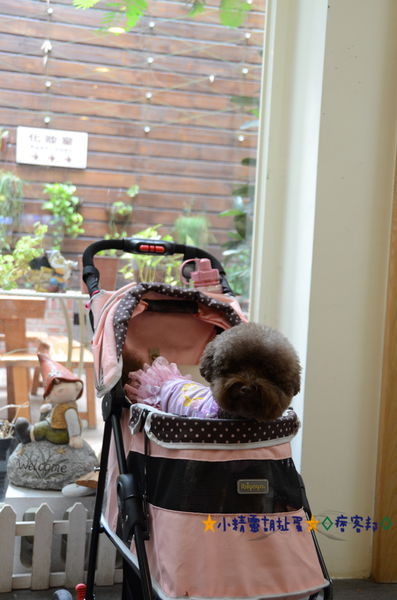 2米多甜 23.JPG 2米多甜 23.JPG