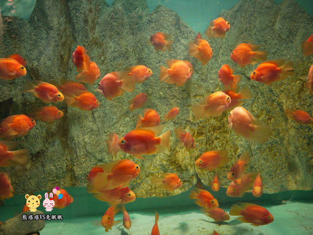 金門水產試驗所-金門自助行看鱟趣