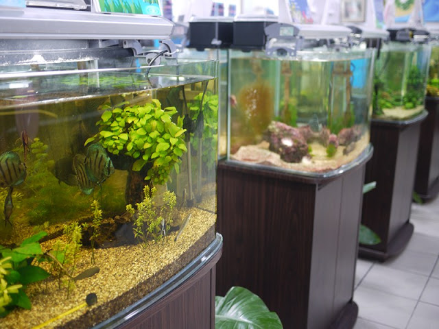 金門水產試驗所-金門自助行看鱟趣