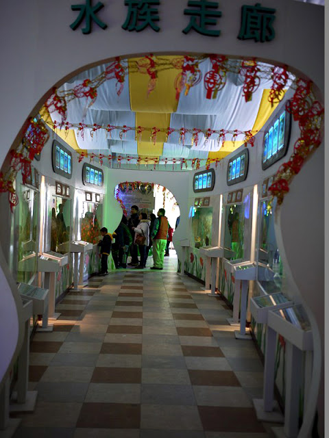 金門水產試驗所-金門自助行看鱟趣