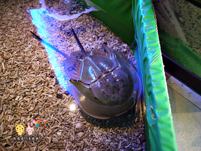 金門水產試驗所-金門自助行看鱟趣