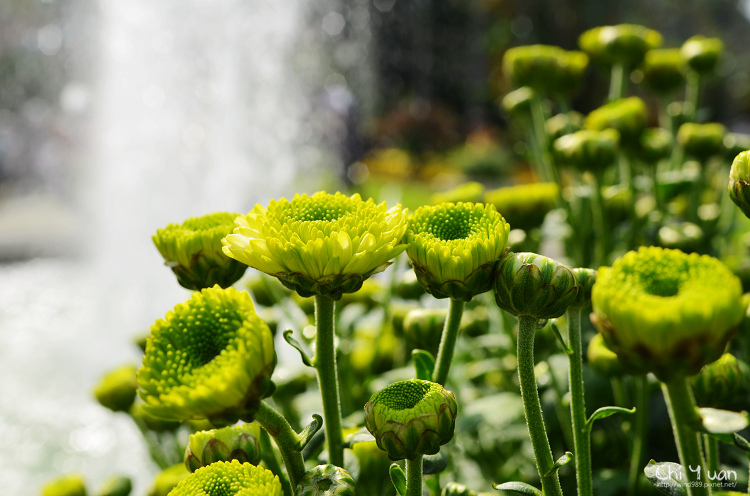 2013士林官邸菊展12.jpg 2013士林官邸菊展12.jpg