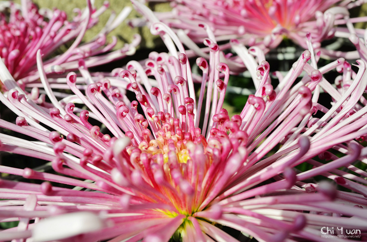 2013士林官邸菊展22.jpg 2013士林官邸菊展22.jpg