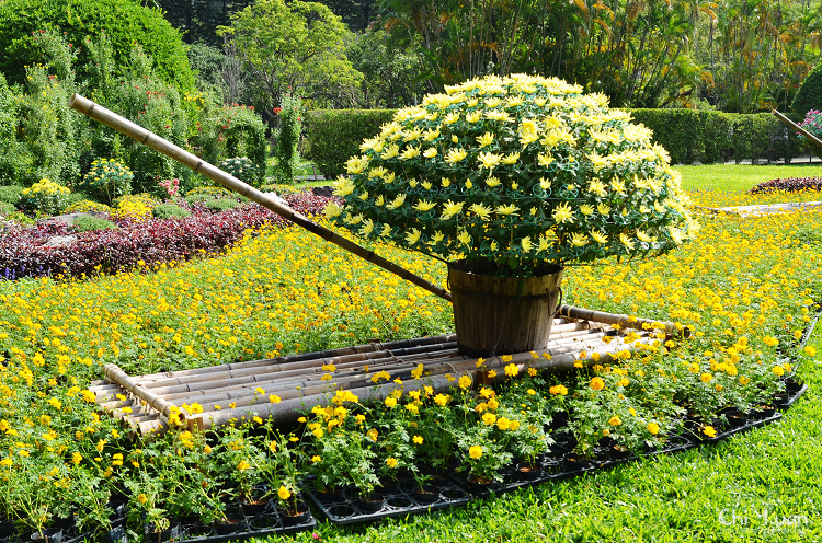 2013士林官邸菊展08.jpg 2013士林官邸菊展08.jpg